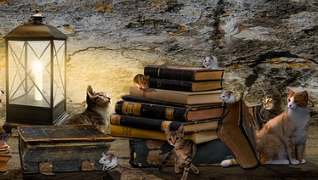 chats et livres